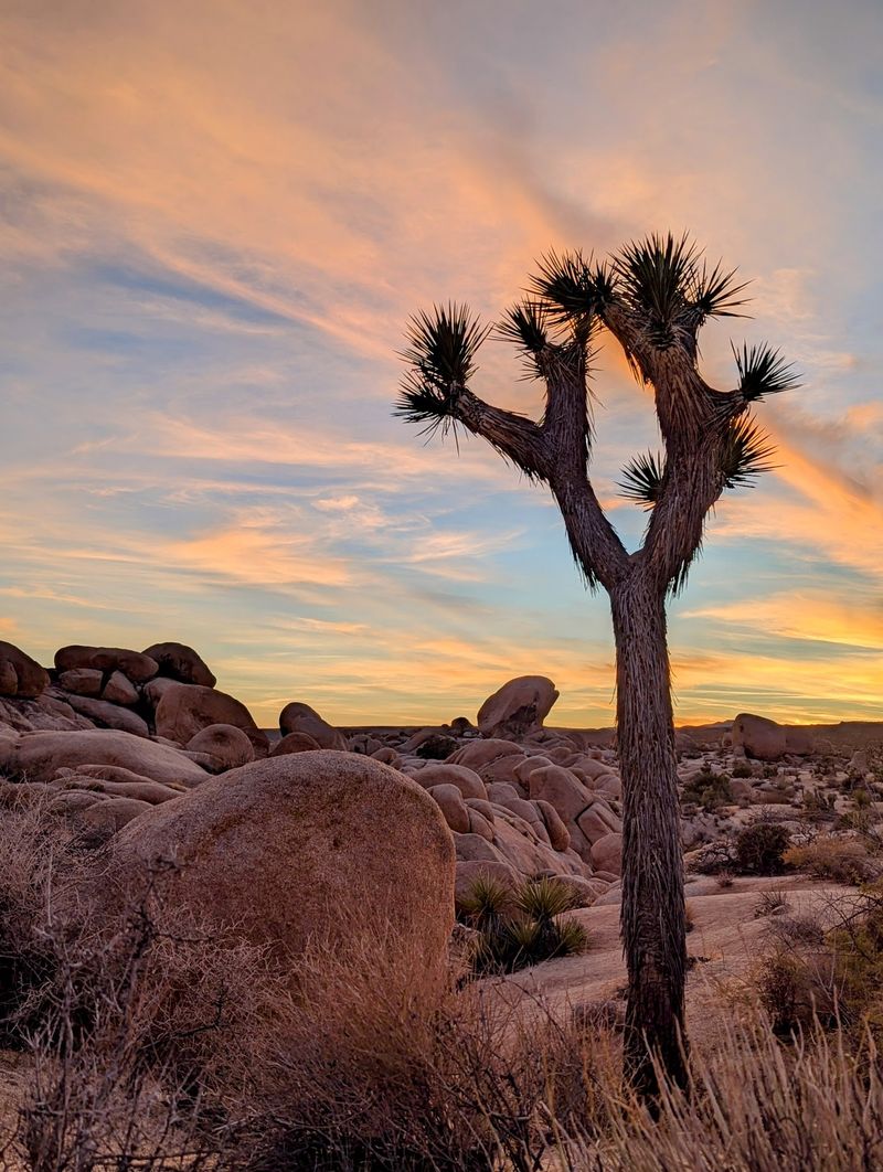 Joshua Tree National Park 