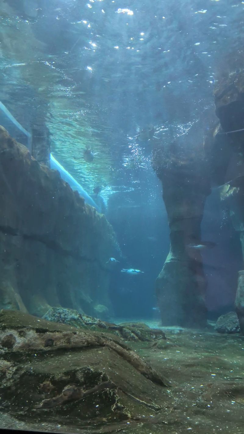 The Shark Tunnel Brings Big Aquarium Drama