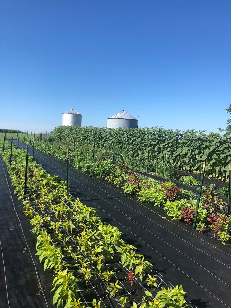 New Day Flower Farm, Brooklyn