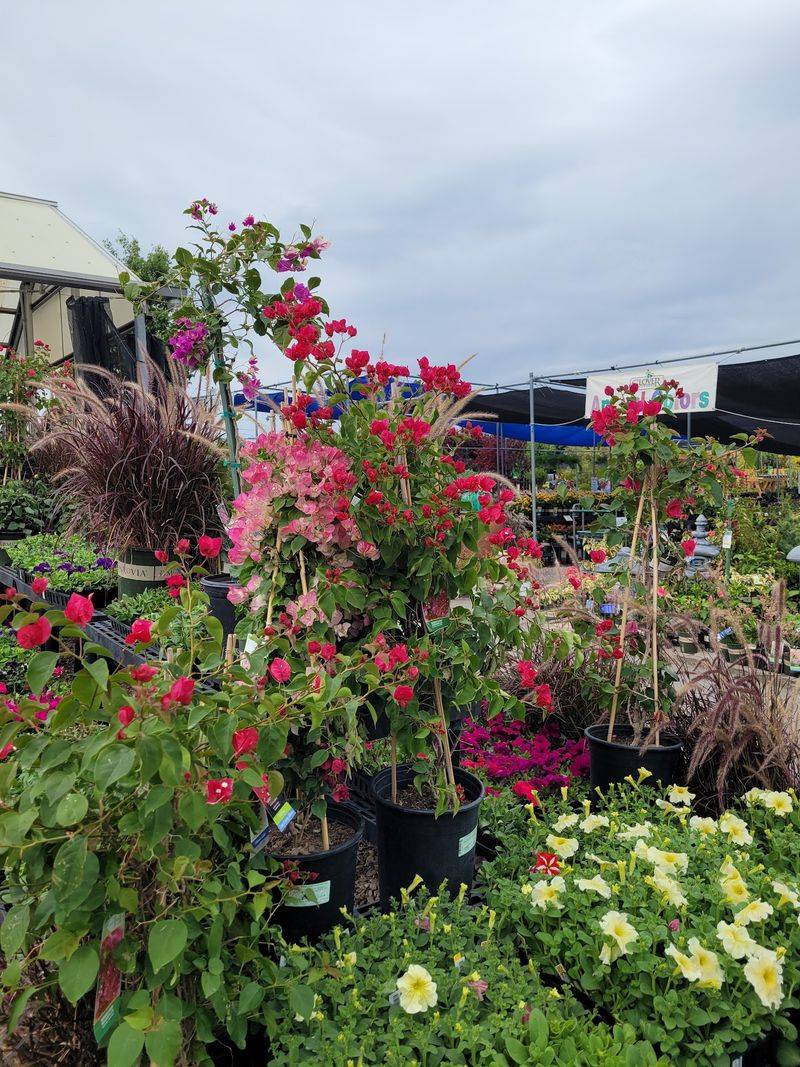 Flower Corners That Turn Browsing Into A Small Expedition