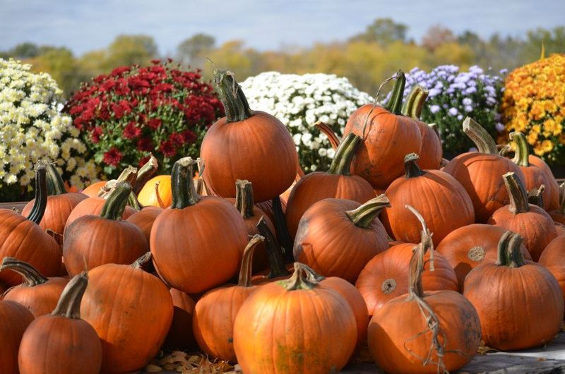 When The Pumpkins Take Over