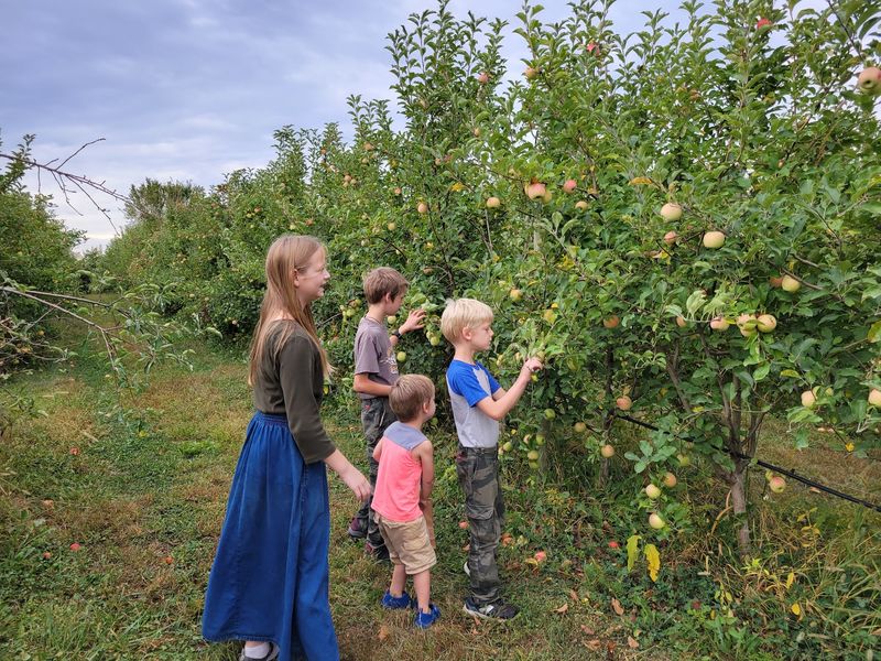 Apple Picking Is The Main Event