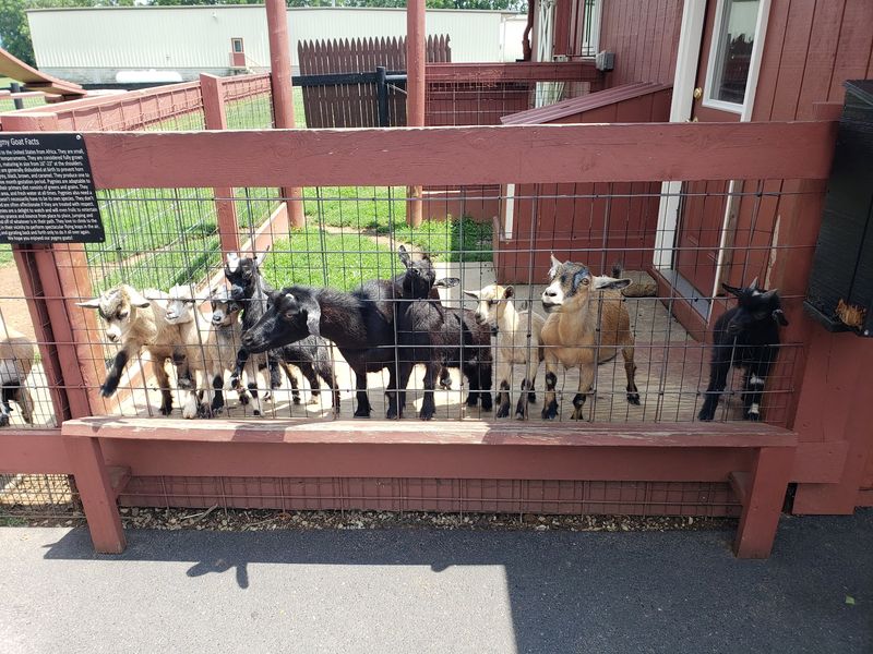 Buggy Rides and a Petting Zoo for the Little Ones