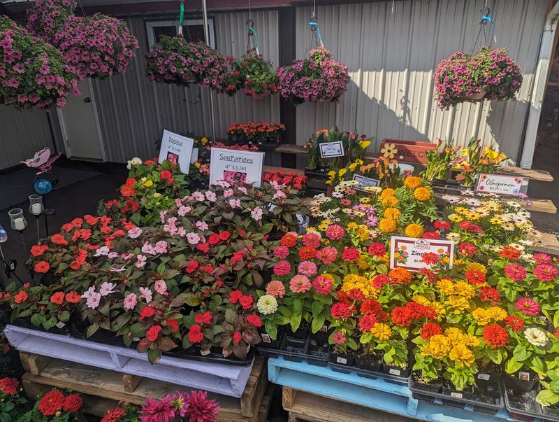Flowers, Plants, and Garden Finds