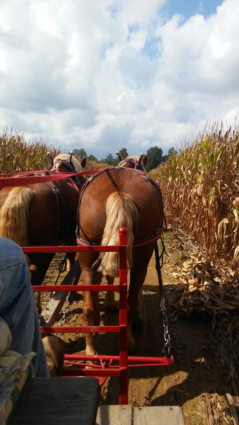 Tractor And Horse-Drawn Hayrides Cross A Working Farm