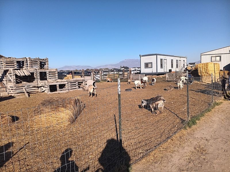 Animal Areas Bring Farm Life Into The Outing