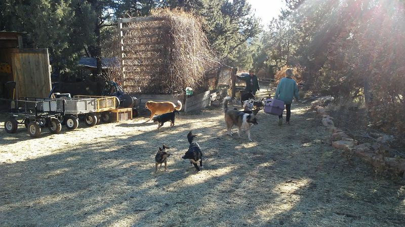 Rabbits And Guinea Pigs Are Part Of The Family Too