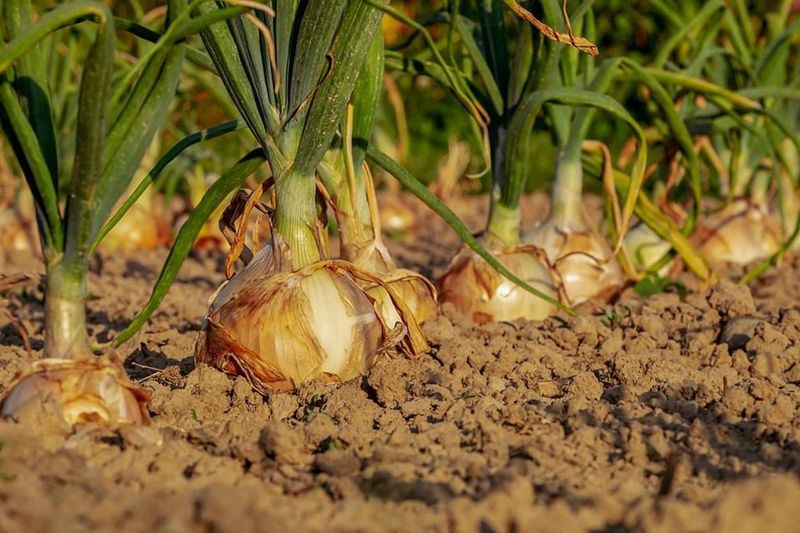 Walla Walla Sweet Onions