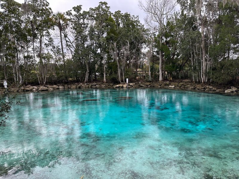 Three Sisters Springs / Crystal River Area