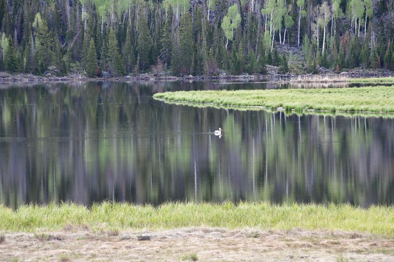 Paiute Campground - Johnson Valley Reservoir