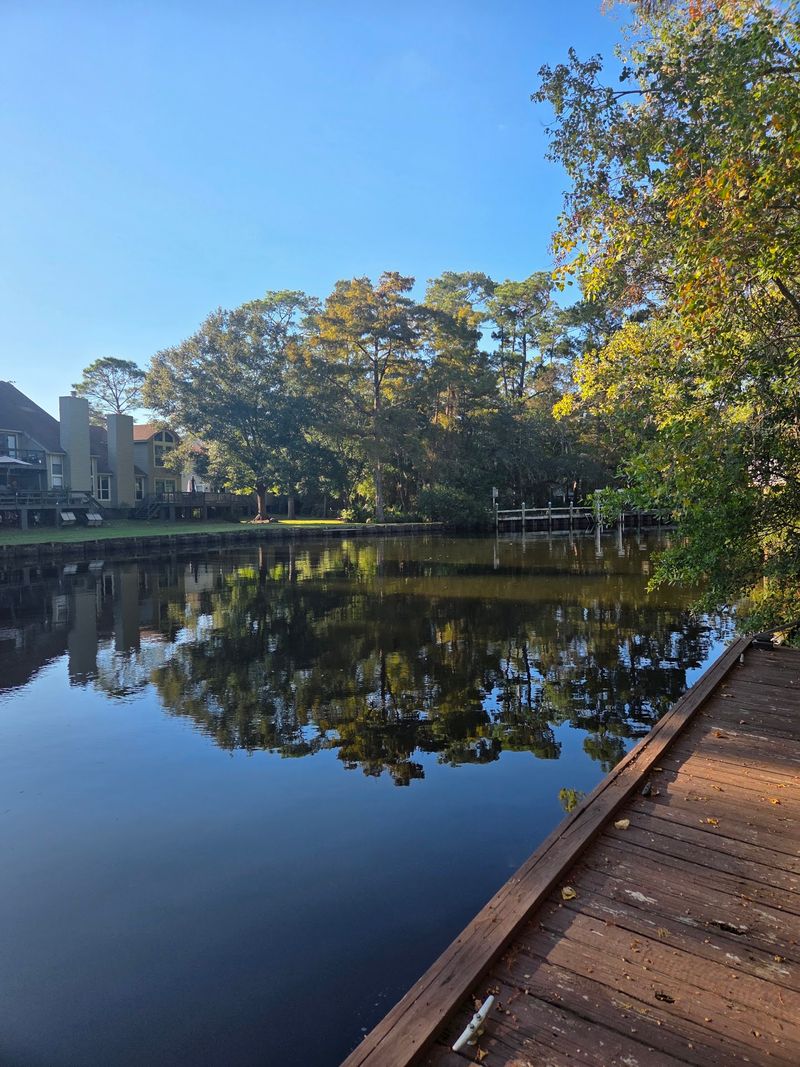 Palmettos On The Bayou