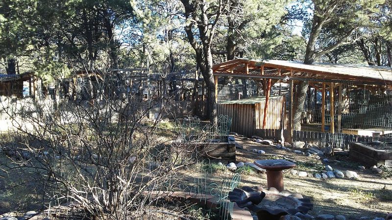 Chickens Roam Through Their Own Corner Of The Sanctuary