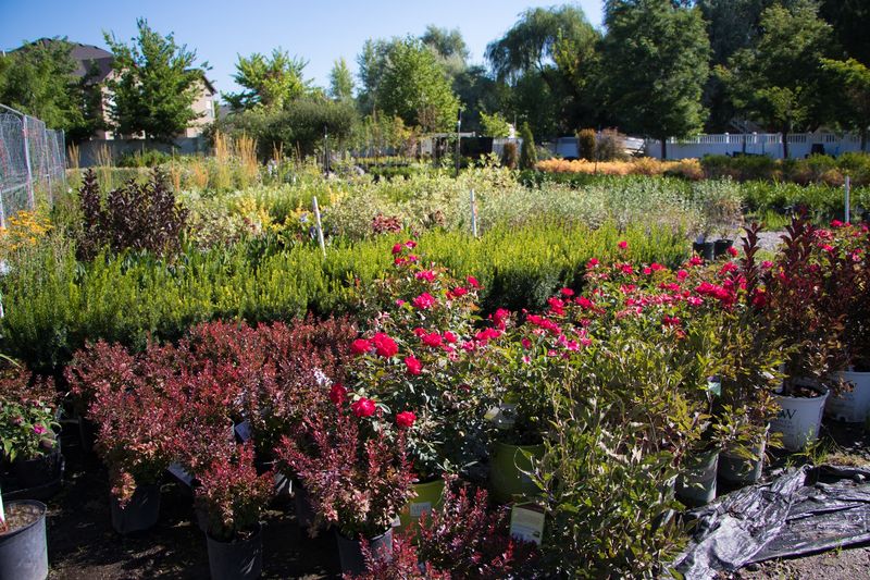 Shrub Lanes For The Yard That Needs A Backbone