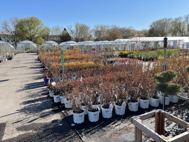 Tree Rows That Make Decisions Feel Less Dramatic