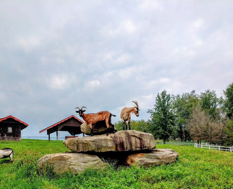 Valley Views and the Famous Goats