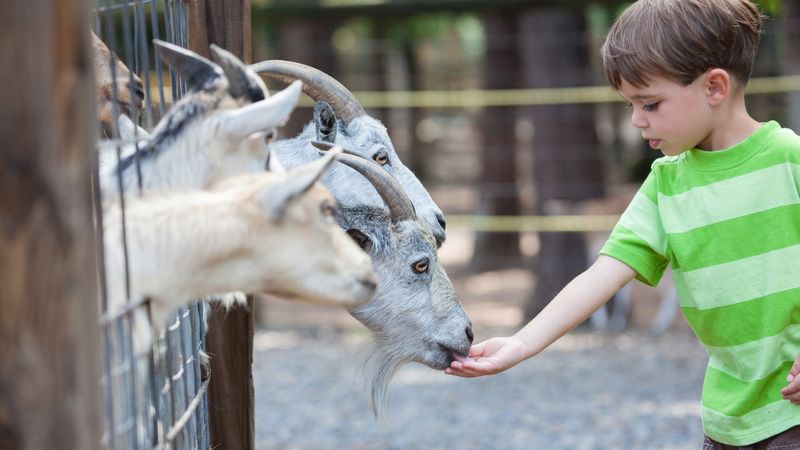 Bring Cash Or Budget For Animal Feed Cups