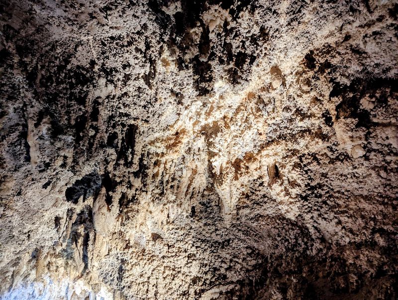 Ancient Sharks In A Mountain Cave Are Not As Strange As They Sound