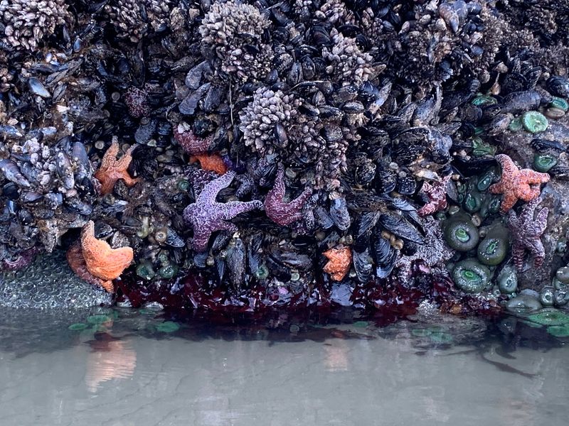 Low Tide Gives You More Shoreline To Work With