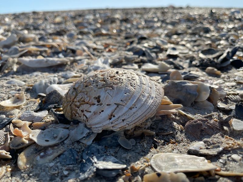 Edisto Beach Turns A Simple Walk Into A Slower Coastal Search