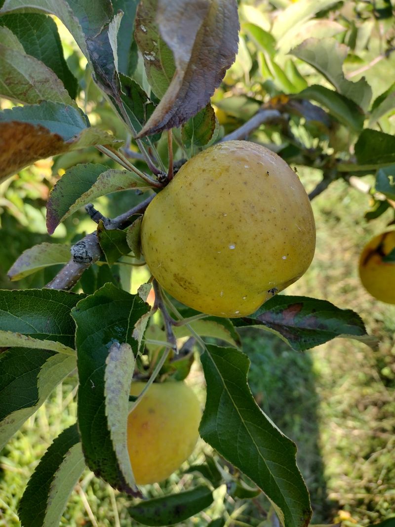 Select Fall Dates Let Visitors Pick Apples Straight From The Orchard