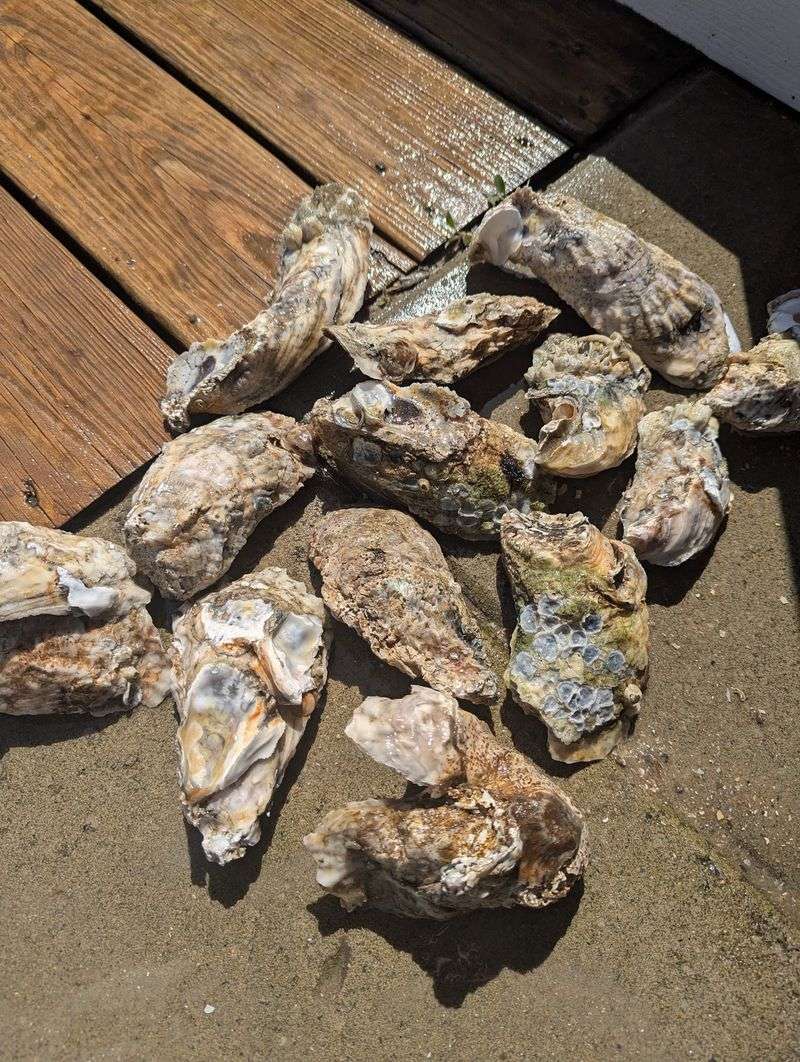 Scallops And Oysters Can Join Shrimp On The Same Plate