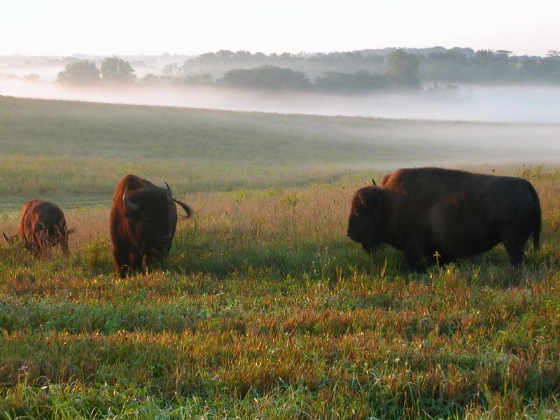Neal Smith National Wildlife Refuge, Prairie City
