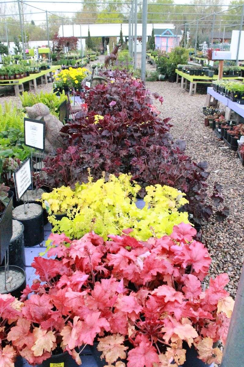 Perennial Paths That Reward Patient Gardeners