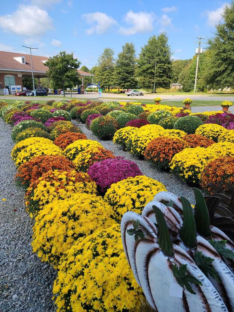 Flowers Give The Produce Run A Different Kind Of Detour