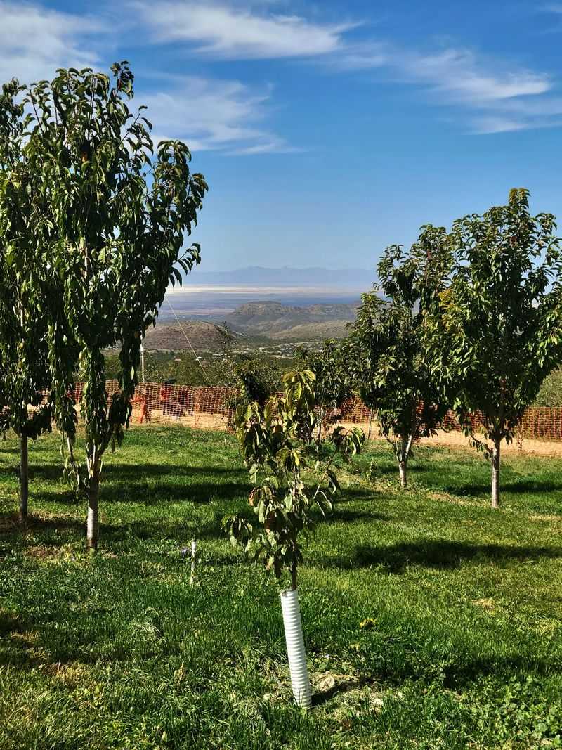 Mountain Views Rise Beyond The Apple Trees