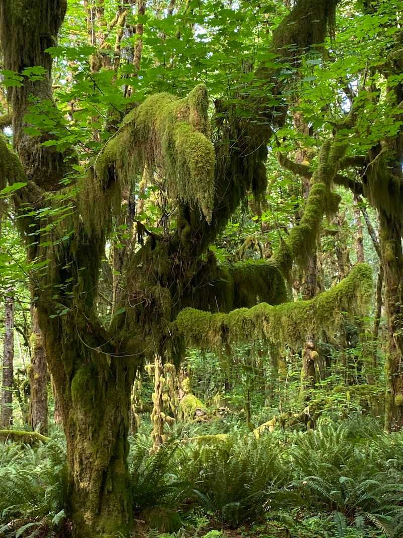 Moss Does Most Of The Decorating Here