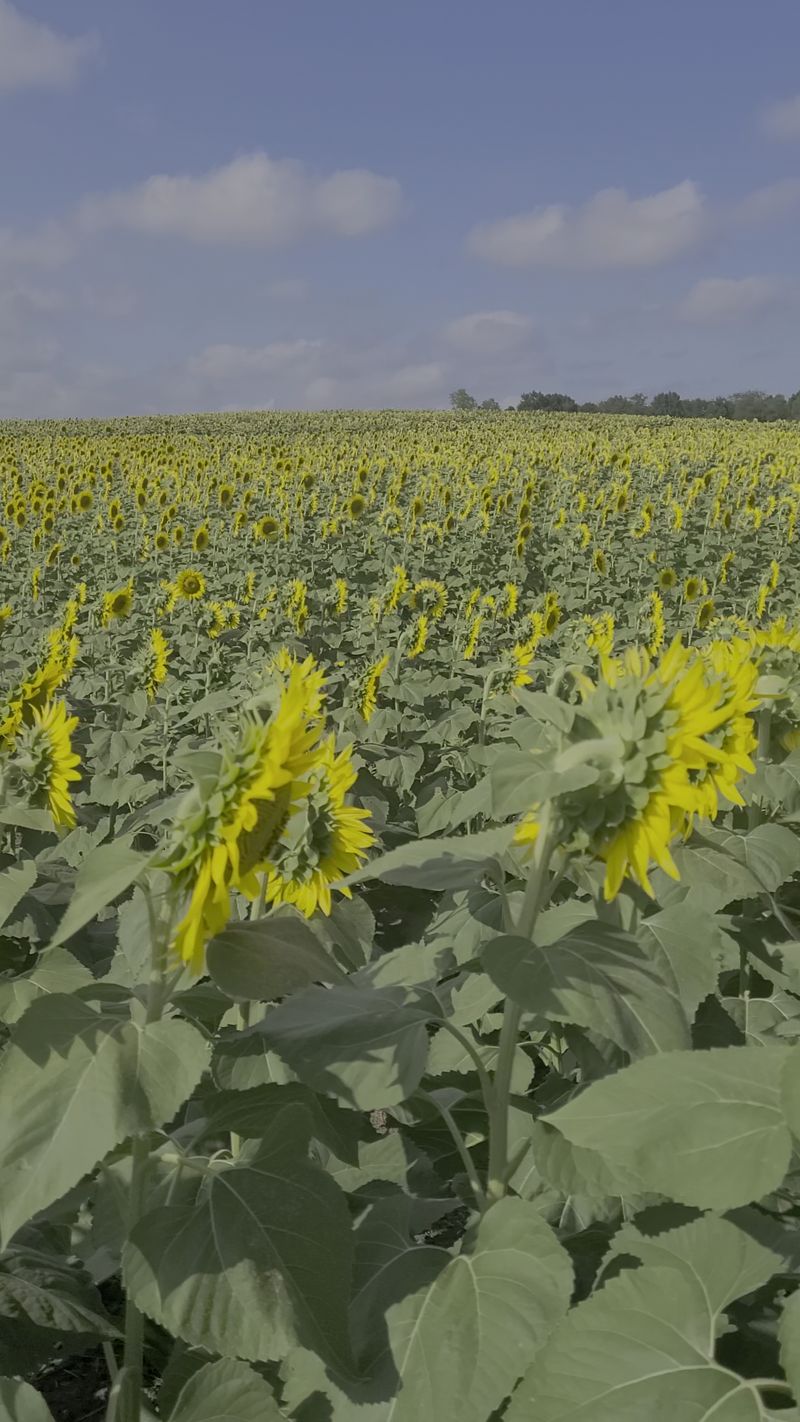 Acres Of Flowers Stretching In Every Direction