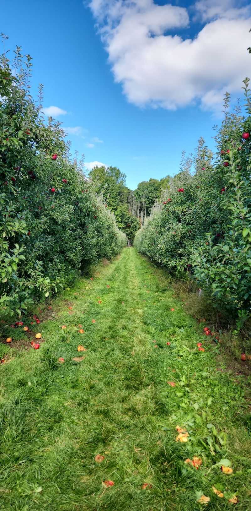 Picking Your Own Straight From the Trees