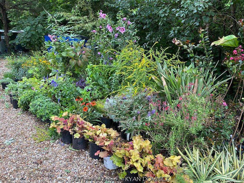 Native Prairie Plants Grown For Real Yards