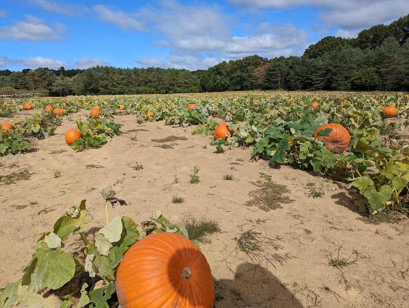 An Apple Orchard Became The Setting For Something Much Spookier