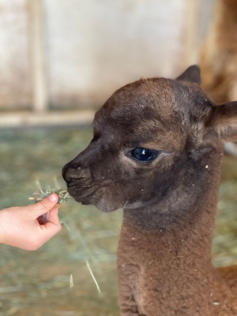 Hand-Feeding Gets You Surprisingly Close