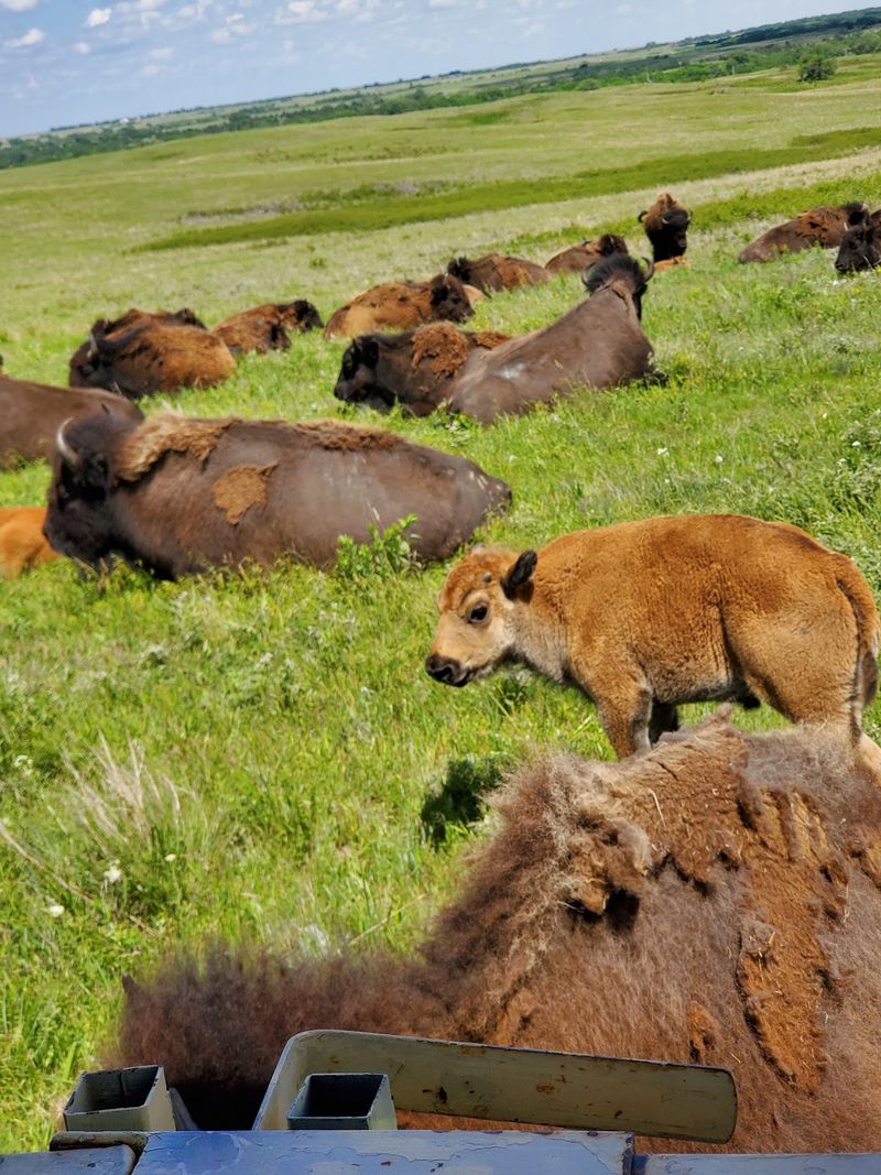 Spring Calving Season Brings The Red Dogs