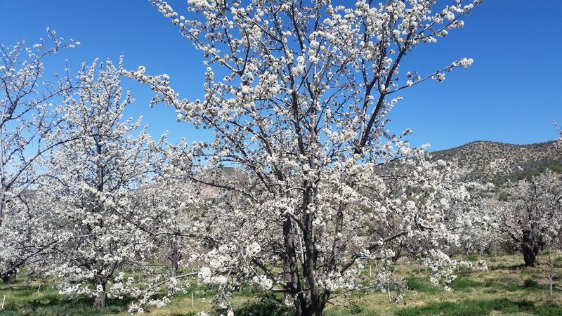 A Working Orchard Keeps Things Refreshingly Simple
