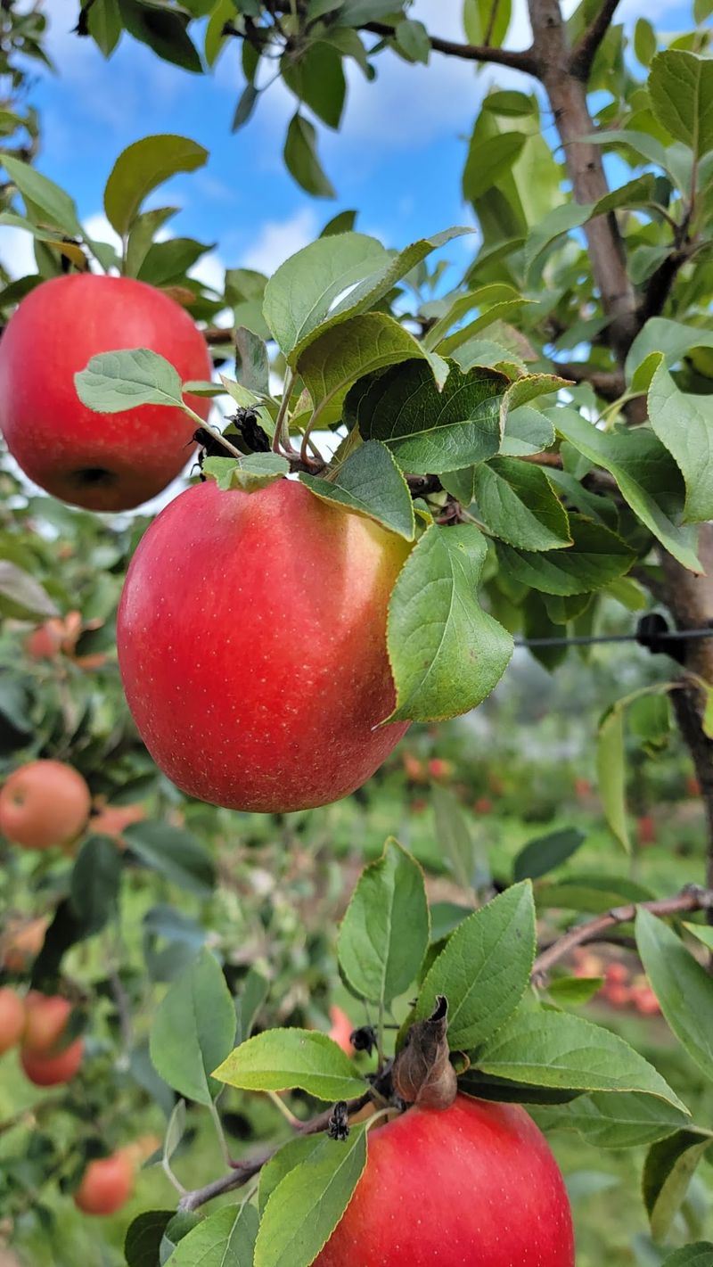 Twenty Apple Varieties Keep Pick-Your-Own Weekends Changing