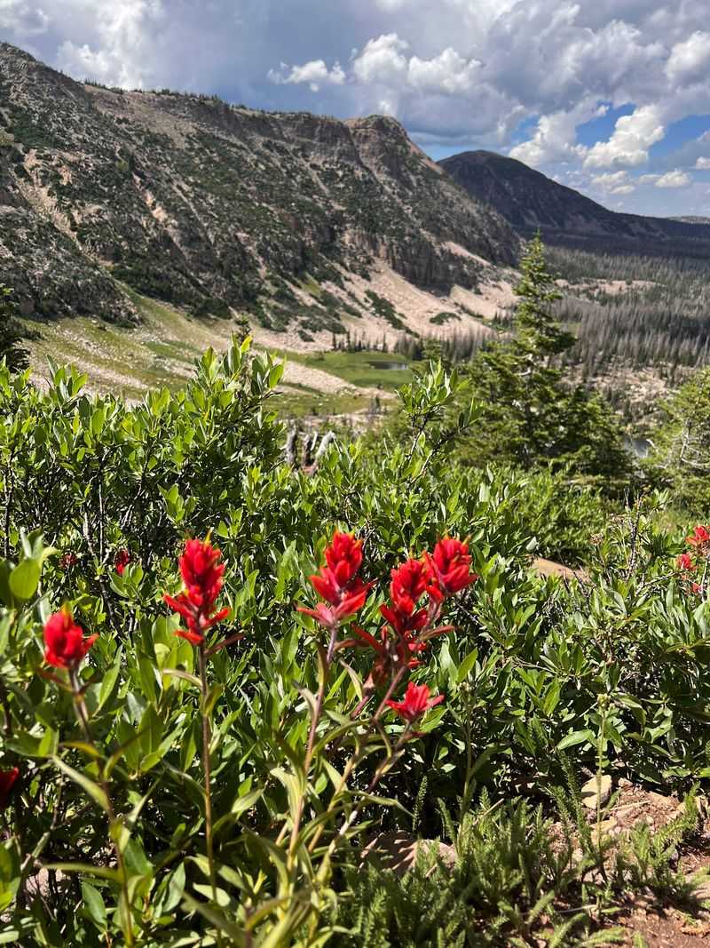 Wildlife, Wildflowers, and One Very Confident Squirrel