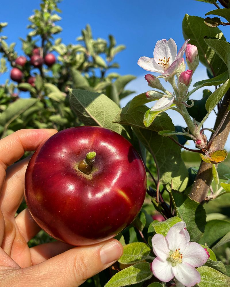 The Orchard Outside Keeps The Farm Side Of The Visit Visible