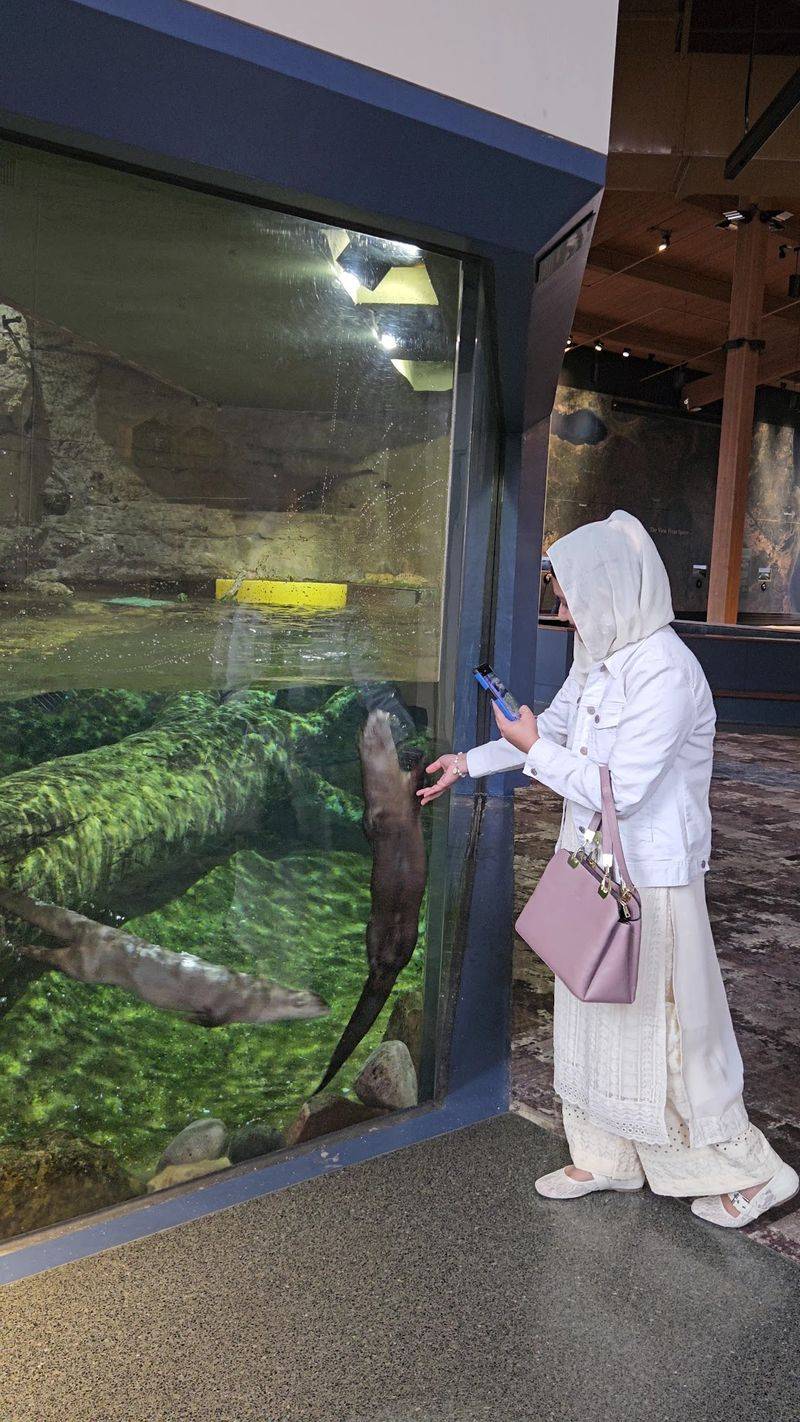 Meet The Adorable River Otters