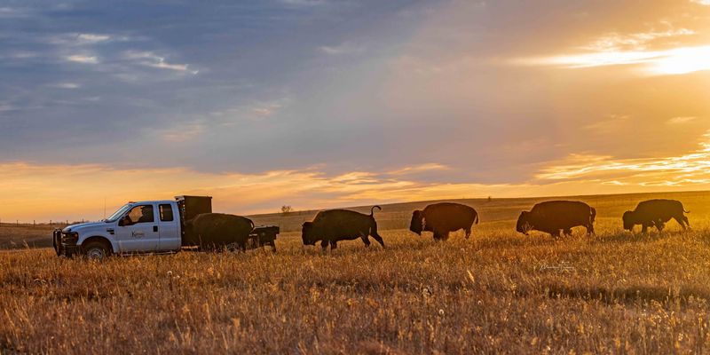 Pueblo Road Doubles As A Free Safari