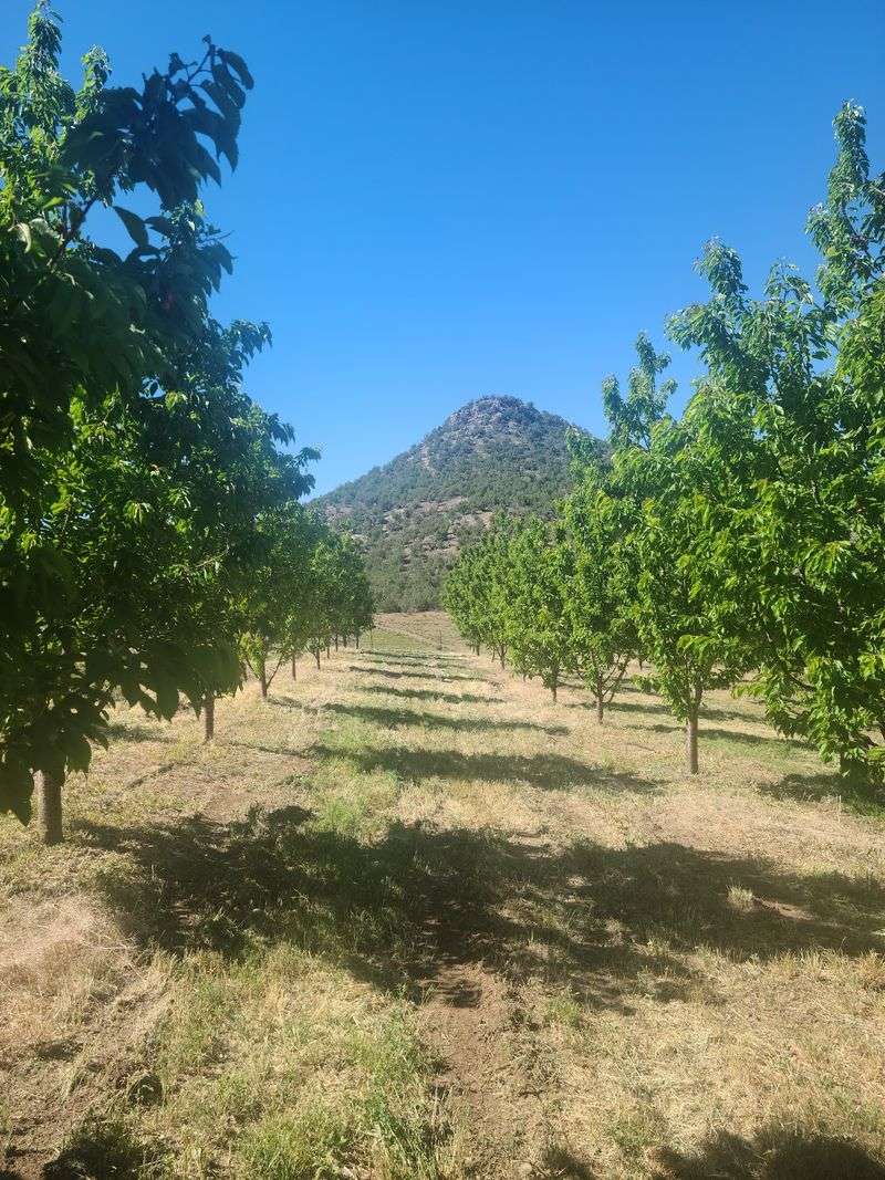 The Orchard Feels Far From The Everyday