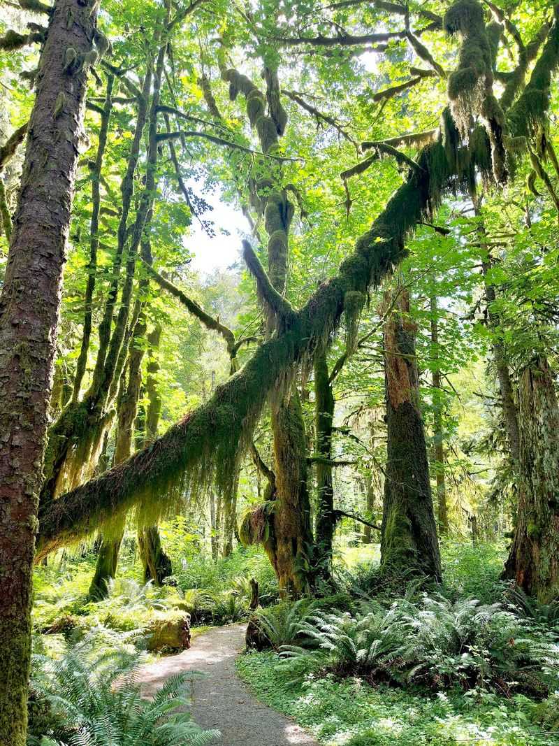 Quinault Rain Forest Makes Green Look Almost Unreal