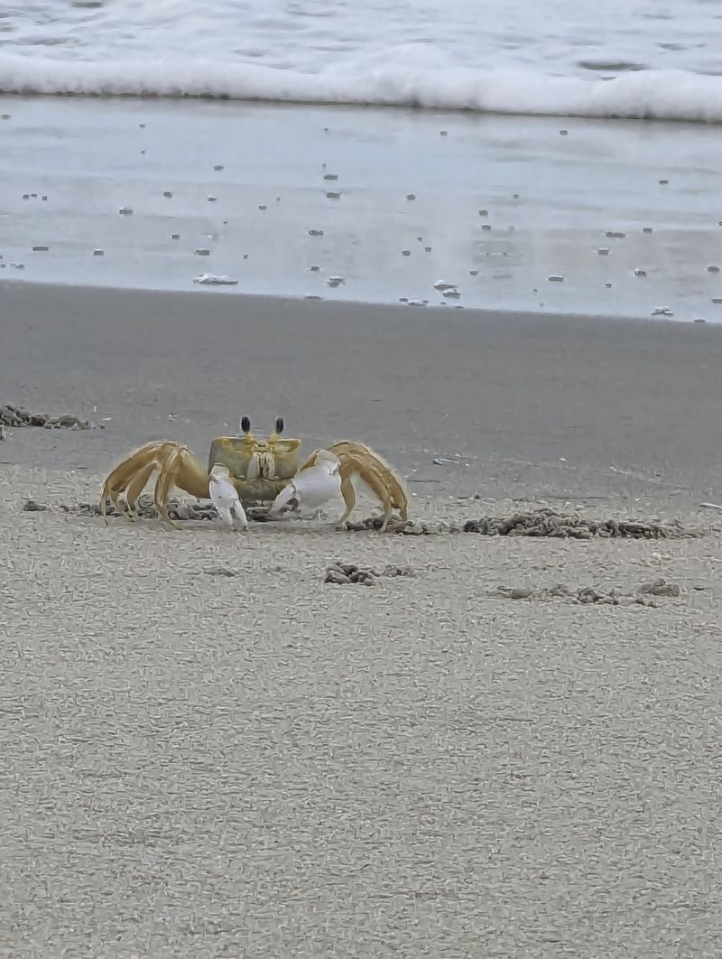 Back Bay Rewards Slower Wildlife Watching