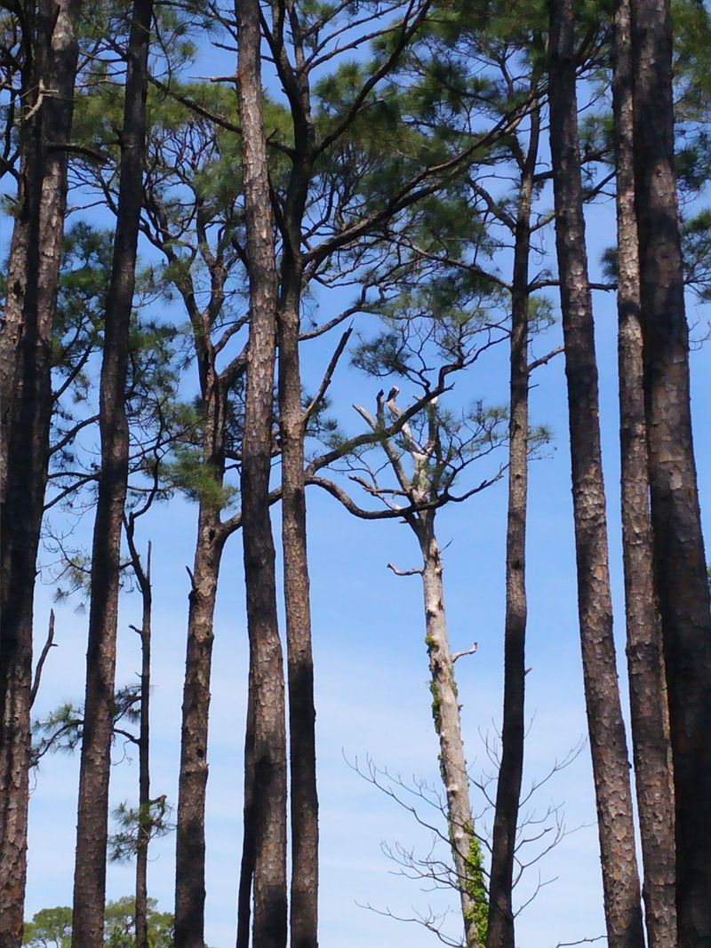 Migrating Birds Turn The Island Into A Rest Stop