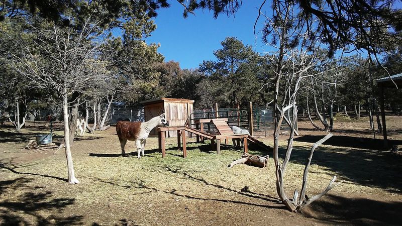 Nearly 150 Acres Give Rescued Animals Room To Breathe