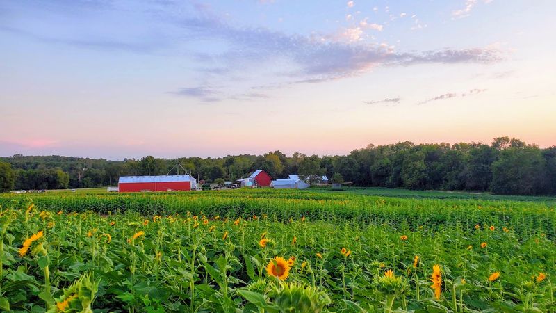 A Farm That Accidentally Became Famous