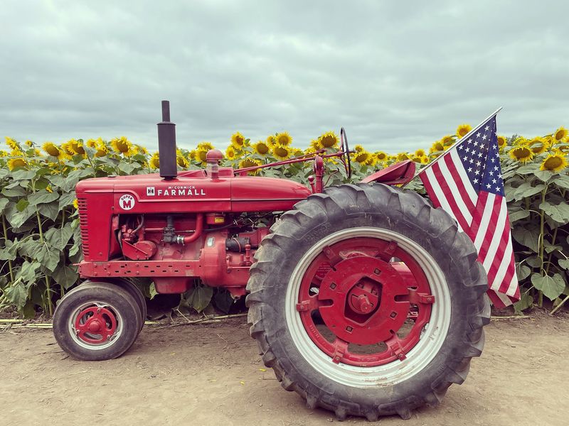 A Family Farm That Traded Hogs For Blooms