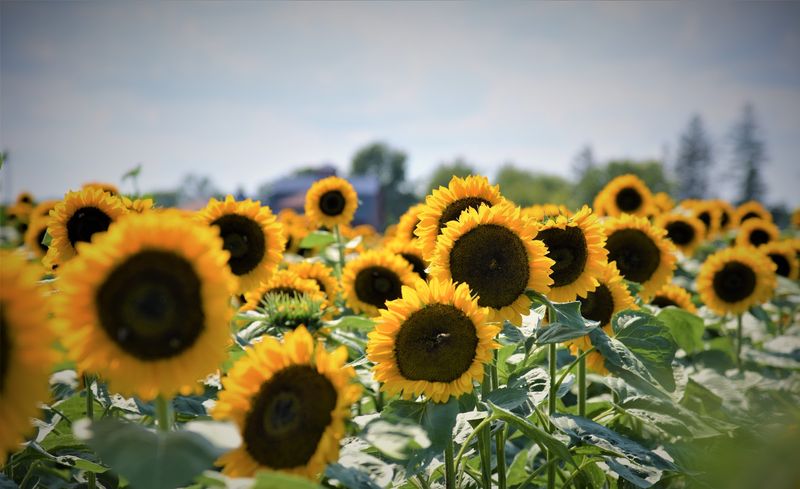 Where The Sunflower Rows Begin
